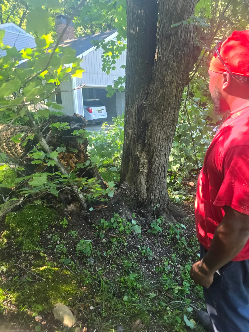 Assessing tree damage