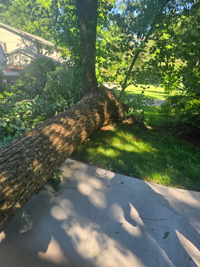 Large fallen tree removal