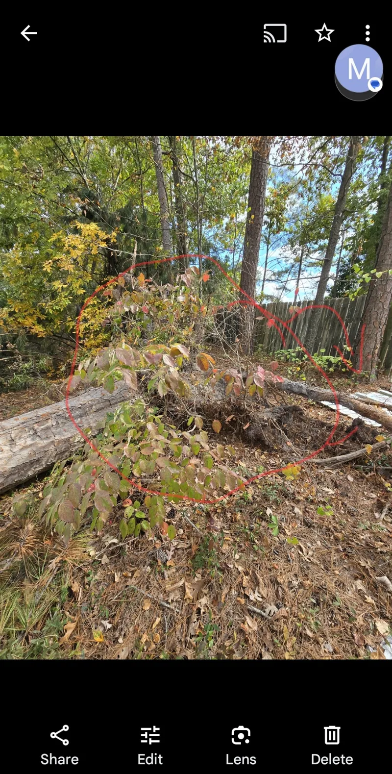 Fallen tree root ball removal