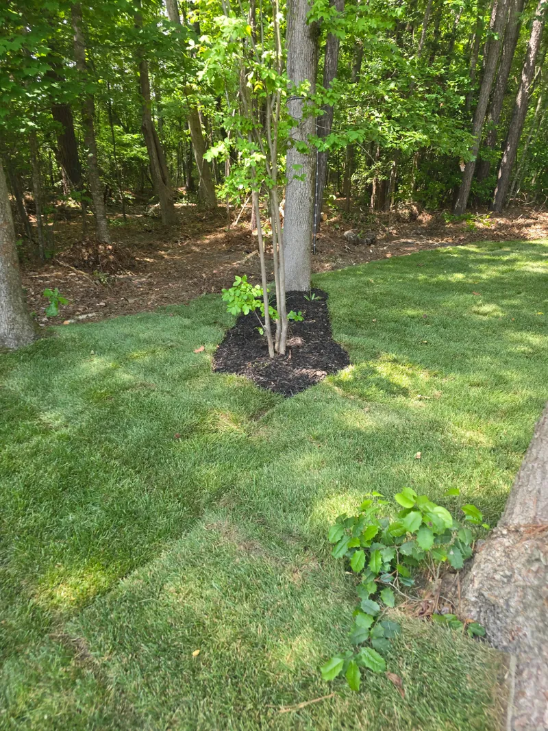 Lawn restoration after removal