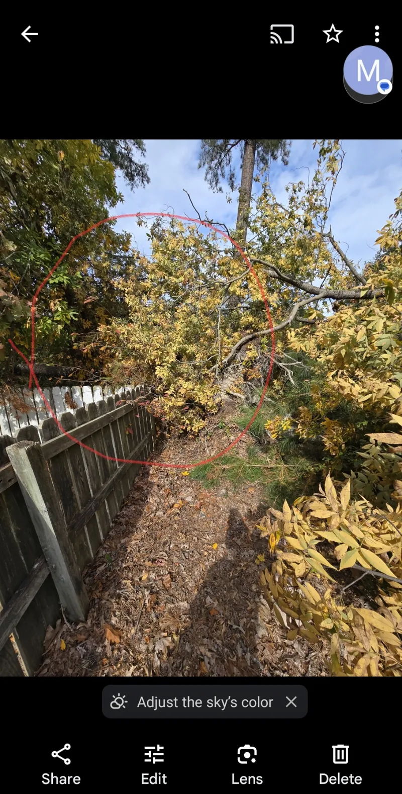 Tree damage on fence line