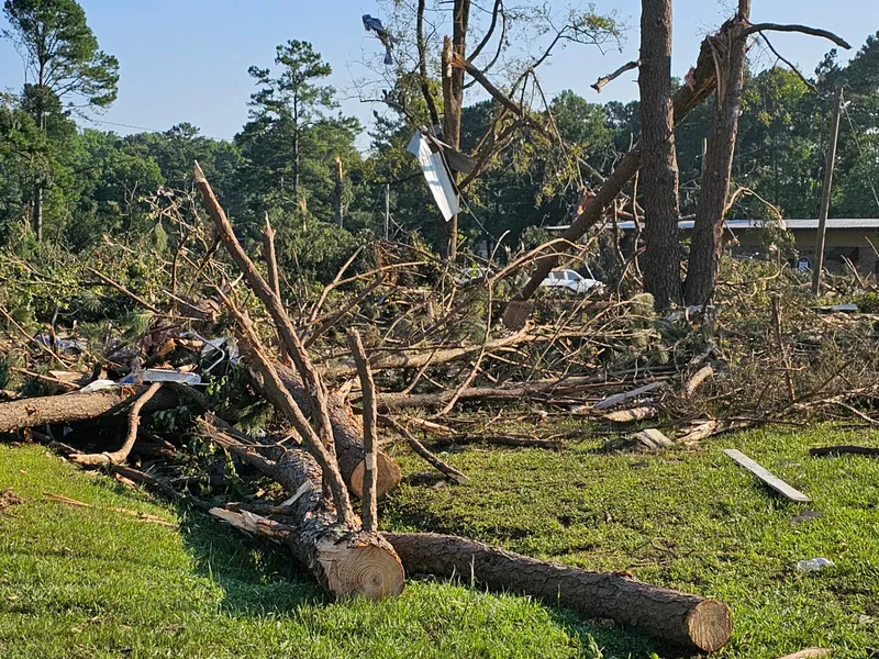 Clearing fallen pine trees