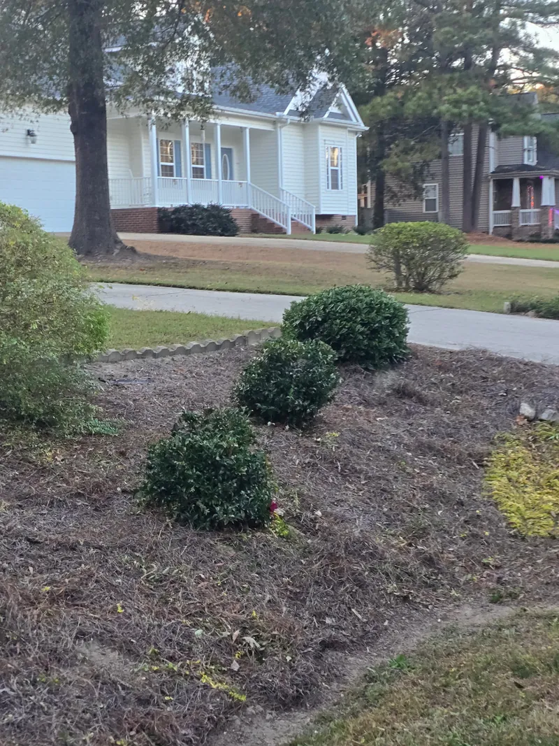Shrub beds with pine straw