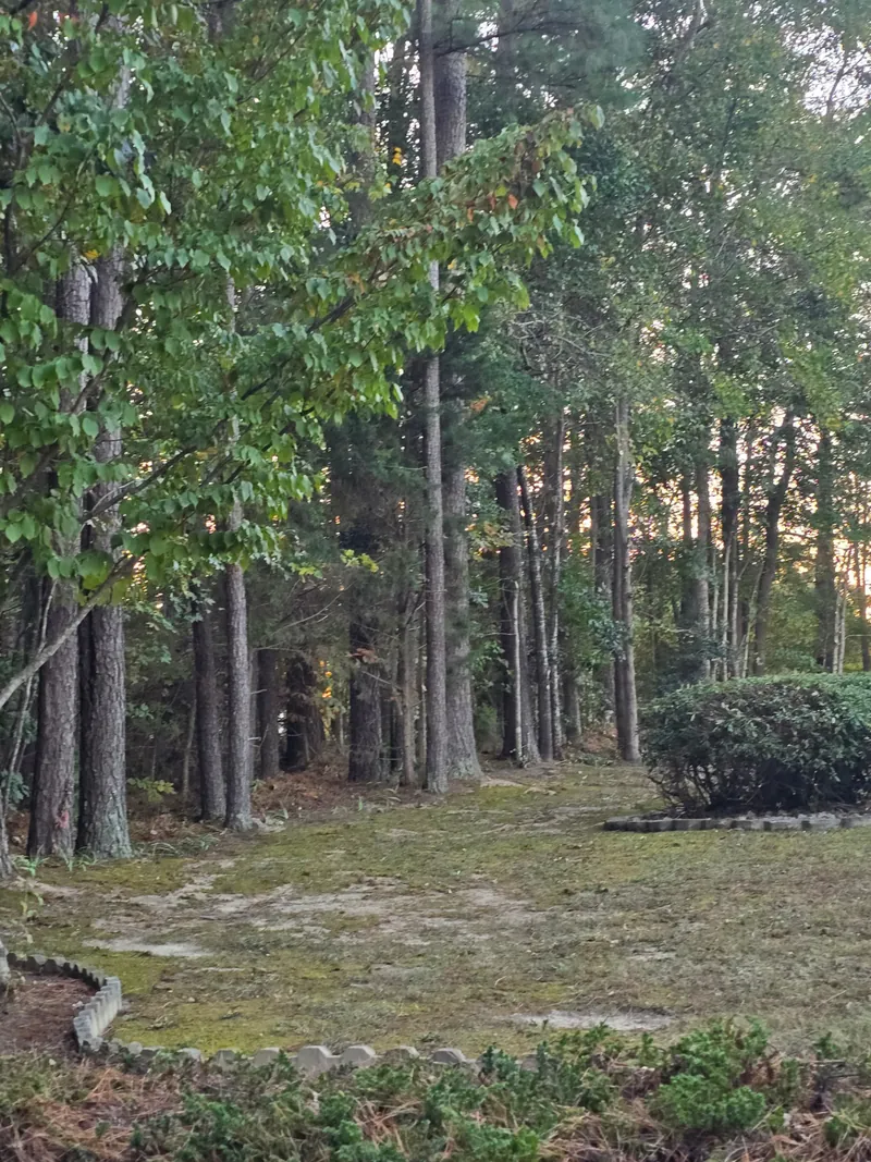 Wooded area with edging